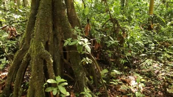 Amazonas-Selva en Perú — Vídeo de stock