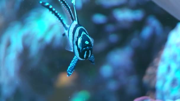Korály a ryby v mořské vodě v akváriu — Stock video