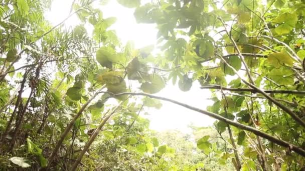 Amazonie-forêt tropicale au Pérou — Video