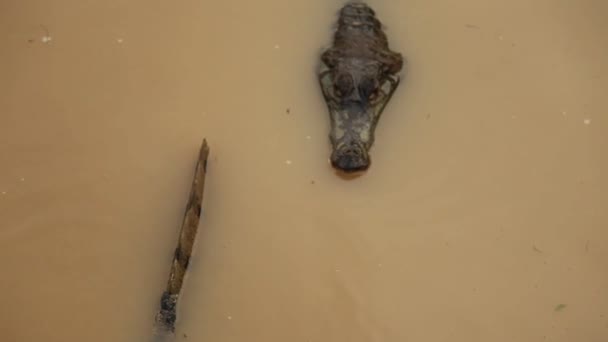 Crocodile dans l'eau — Video