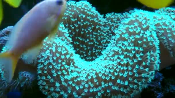 Corals and fish in marine water in aquarium — Stock Video