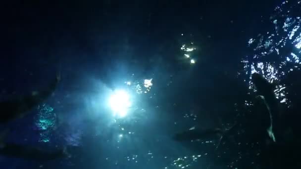 在海洋中的鱼类 — 图库视频影像