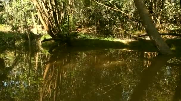 Судоходство на реке Амазонки — стоковое видео