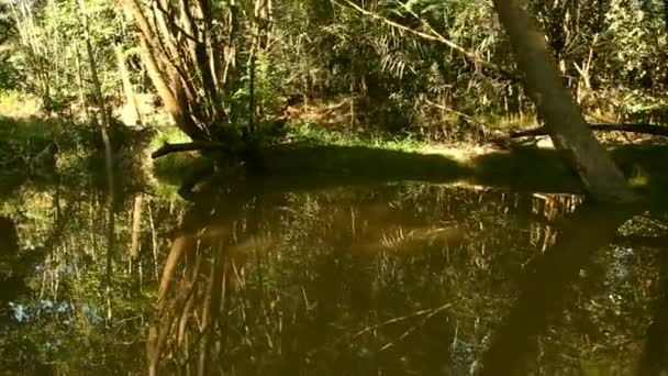 Transporte No Rio Amazonas — Vídeo de Stock