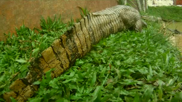 Crocodile, Amérique du Sud — Video