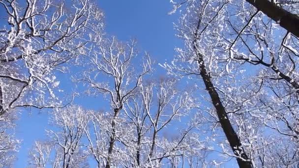 Bosque de invierno — Vídeo de stock