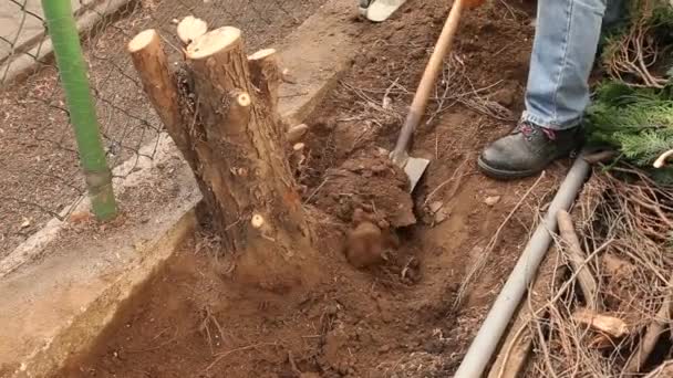 Sacando raíces de árboles — Vídeo de stock