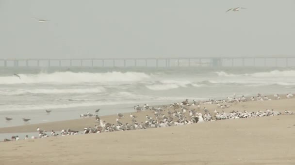 Birds near the sea — Stock Video