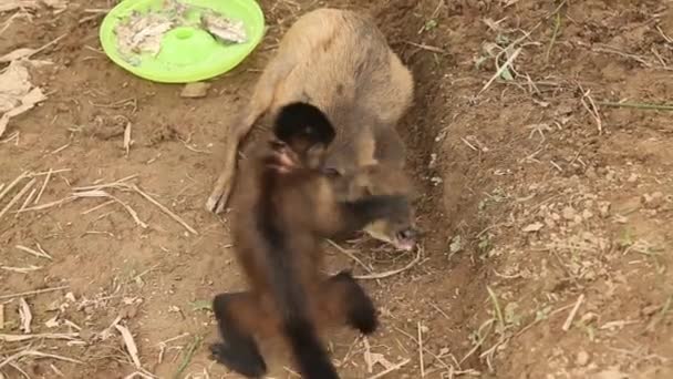 Mono jugando con ciervos — Vídeo de stock