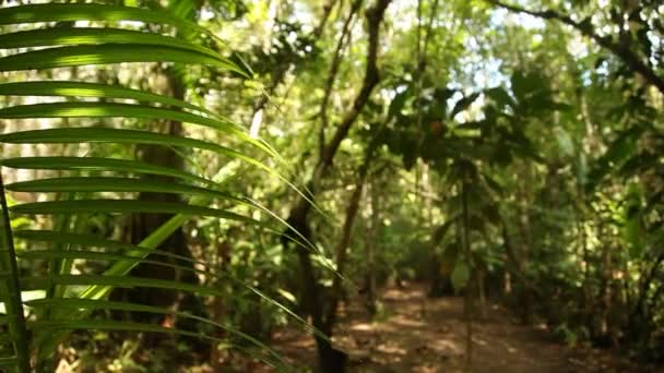 Амазон - тропические леса Перу — стоковое видео