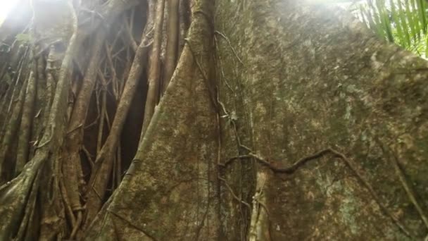 ペルーのアマゾン熱帯雨林 — ストック動画