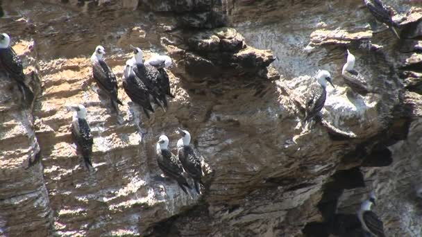 Птицы на скалах — стоковое видео