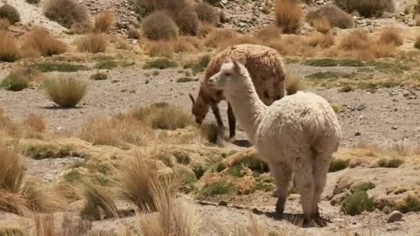 Lamas fressen Gras — Stockvideo