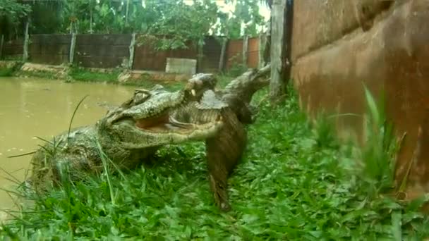 Крокодилы, Южная Америка — стоковое видео