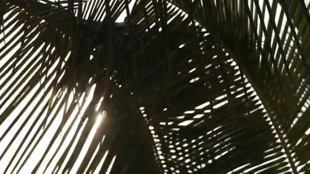 Palm tree — Stock Video