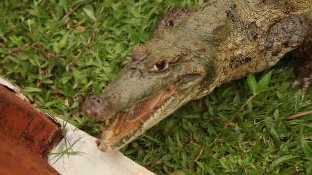 Crocodile, South America — Stock Video