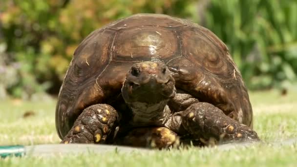 Schildkröte im Garten — Stockvideo