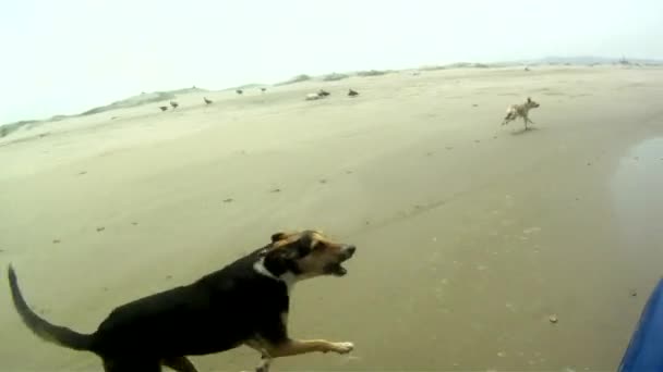 Perros en la playa — Vídeo de stock