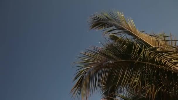 Palm tree — Stock Video