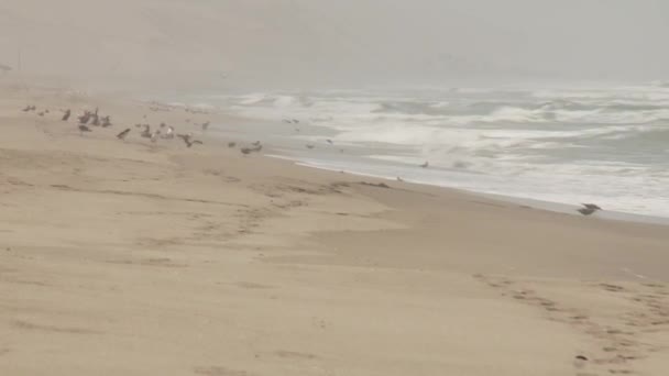 Olas de playa — Vídeos de Stock