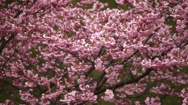 Flor de cerezo — Vídeos de Stock