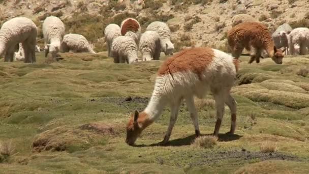 Llamas eating grass — Stock Video