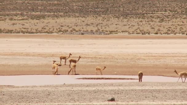 Vicuñas — Vídeos de Stock