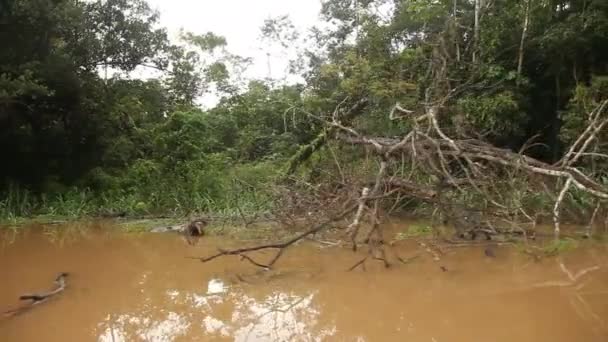 Морська прогулянка на березі річки Амазонки — стокове відео