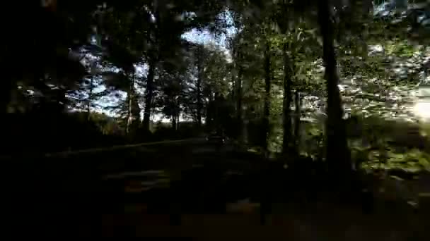 Auto guida attraverso la foresta — Video Stock