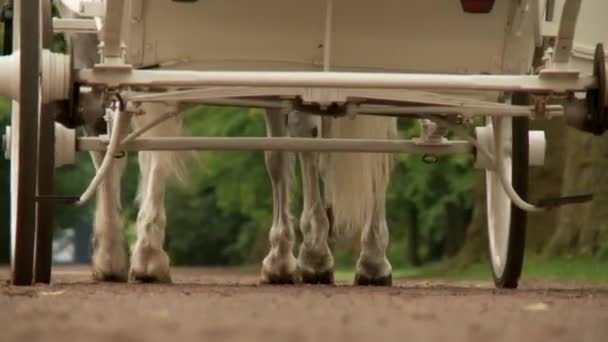 Carrozza trainata da cavalli — Video Stock