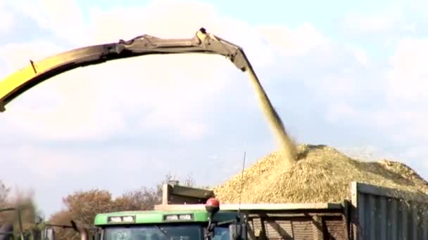 Corn harvest — Stock Video