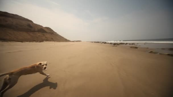 Вождение на пляже — стоковое видео