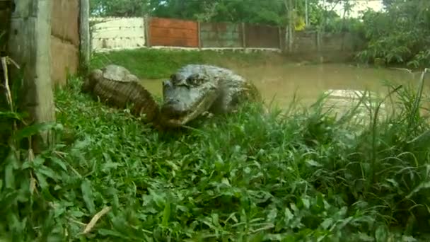 Crocodile, South America — Stock Video