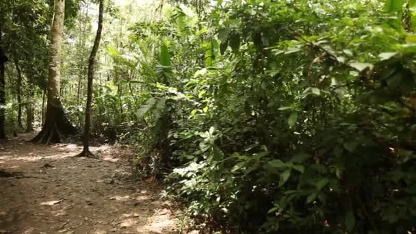 Τροπικό δάσος του Αμαζονίου στο Περού — Αρχείο Βίντεο