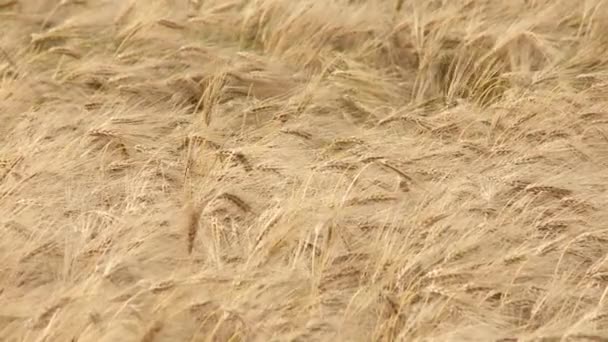 Campo de grãos no verão — Vídeo de Stock