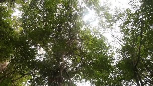 Peru Amazon yağmur ormanları — Stok video