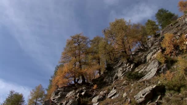 Лес в Австрийских Альпах — стоковое видео