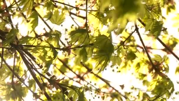 Árbol en el sol — Vídeo de stock