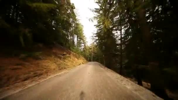 Conducción en el campo en el bosque — Vídeo de stock