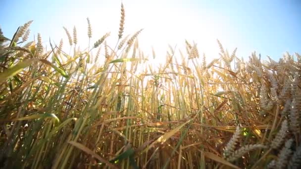 Wheat in summer — Stock Video