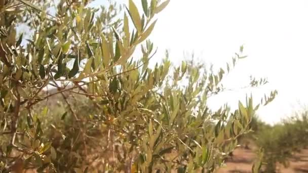 Olive trees on plantation — Stock Video