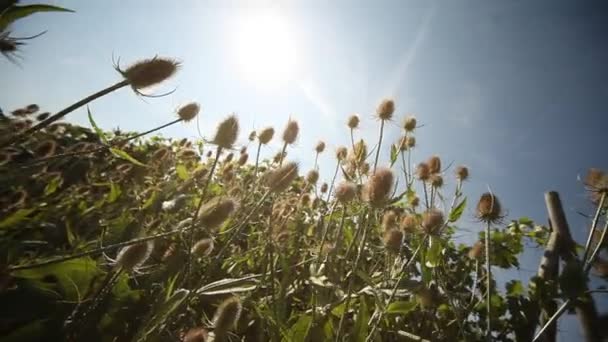 水飞蓟植物 — 图库视频影像