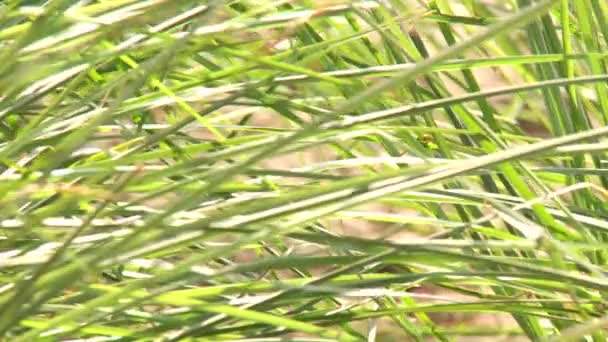 Grass plants — Stock Video