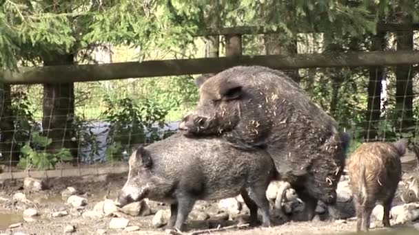 Wildschweine — Stockvideo