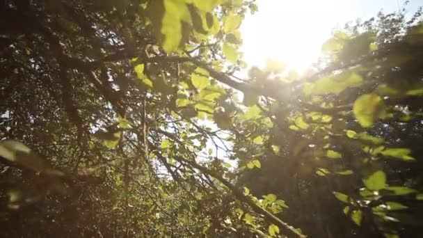 Árbol en el sol — Vídeo de stock