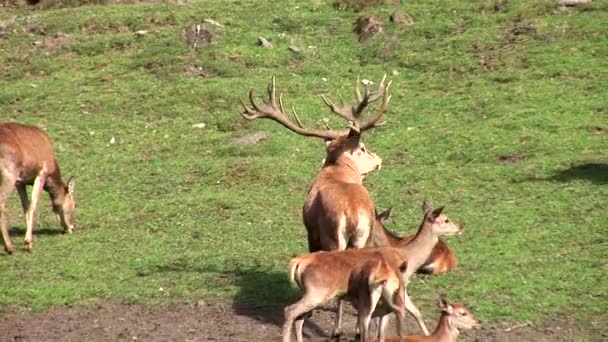 Une biche dans les Alpes autrichiennes — Video