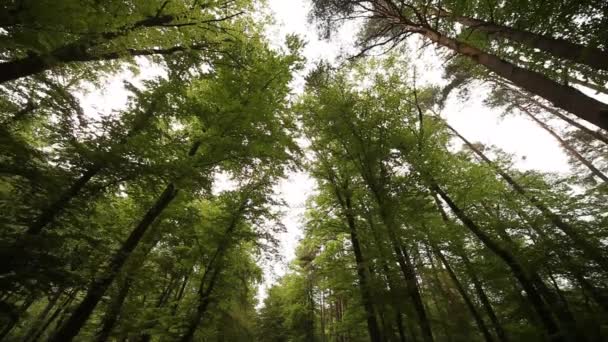 Conducir en el bosque en el Tirol del Sur — Vídeo de stock