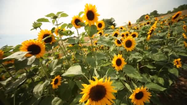 Sonnenblumen im Wind — Stockvideo
