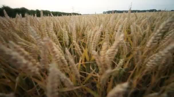 Campo de grãos no verão — Vídeo de Stock