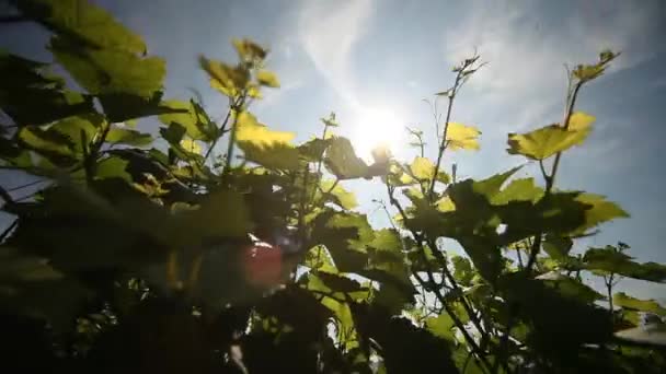 Vineyard, Németország — Stock videók